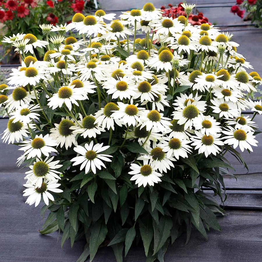 Kismet® White Coneflower 3 Kismet® White Coneflower