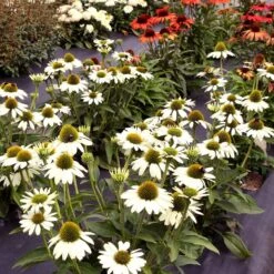 Kismet® White Coneflower 7 Kismet® White Coneflower -Plant Series Echinacea Kismet White 2
