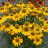 Kismet® Yellow Coneflower -Plant Series Echinacea Kismet Yellow 1 P