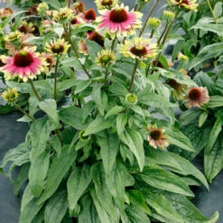 'Sweet Sandia' Coneflower -Plant Series Echinacea Sweet Sandia 4
