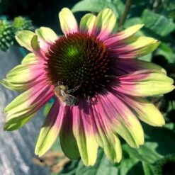 'Sweet Sandia' Coneflower -Plant Series Echinacea Sweet Sandia 5