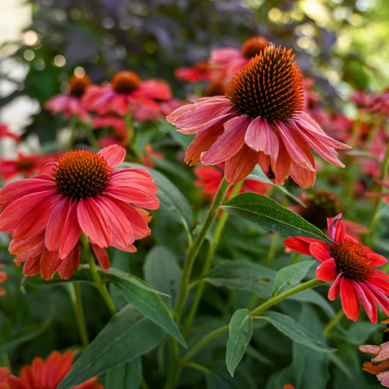Color Coded™ 'Frankly Scarlet' Coneflower 3 Color Coded™ 'Frankly Scarlet' Coneflower