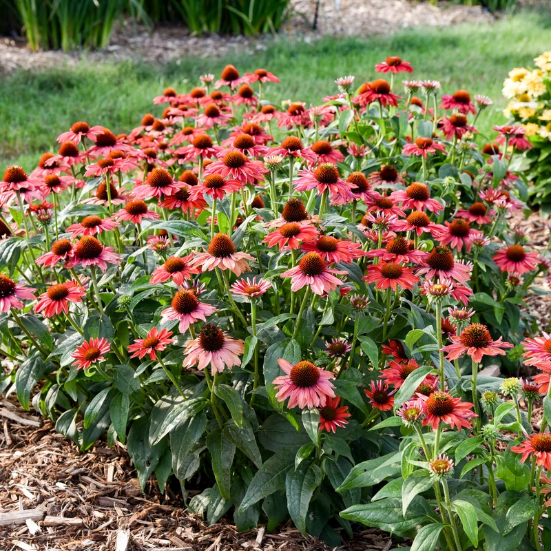 Color Coded™ 'Frankly Scarlet' Coneflower 4 Color Coded™ 'Frankly Scarlet' Coneflower - Image 2