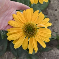 Color Coded® 'One In A Melon' Coneflower 8 Color Coded® 'One In A Melon' Coneflower -Plant Series Echinacea OneinaMelon Coneflower 2