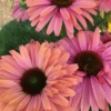 SunSeekers® 'Rainbow' Coneflower -Plant Series Echinacea SunSeekers Rainbow cu