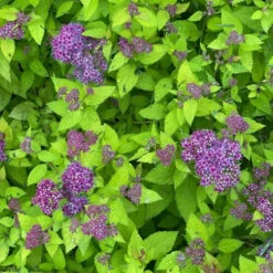 Double Play® Dolly™ Spirea 10 Double Play® Dolly™ Spirea -Plant Series Electriclimefoliageiscontrastedbyfluffyroyal