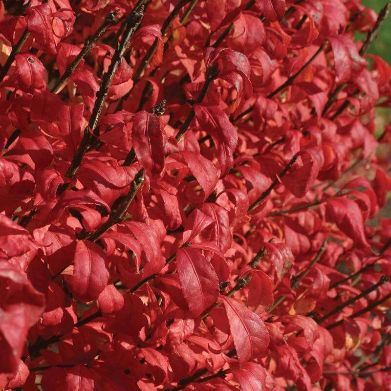 Fire Ball® Burning Bush 4 Fire Ball® Burning Bush - Image 2