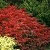 Fire Ball® Burning Bush -Plant Series Euonymus Fire Ball 2 P sw
