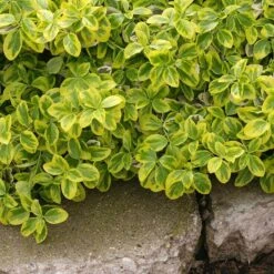 Gold Splash® Wintercreeper 7 Gold Splash® Wintercreeper -Plant Series Euonymus Gold Splash 2 sw