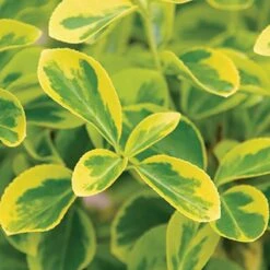 Gold Splash® Wintercreeper 8 Gold Splash® Wintercreeper -Plant Series Euonymus Gold Splash 3 sw