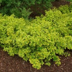 Gold Splash® Wintercreeper 9 Gold Splash® Wintercreeper -Plant Series Euonymus Gold Splash 4 sw