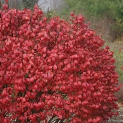 Unforgettable Fire® Burning Bush 9 Unforgettable Fire® Burning Bush -Plant Series Euonymus Unforgettable Fire 2 P