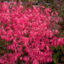 Unforgettable Fire® Burning Bush 11 Unforgettable Fire® Burning Bush -Plant Series Euonymus Unforgettable Fire 4 P