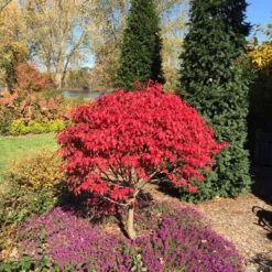 Unforgettable Fire® Burning Bush 12 Unforgettable Fire® Burning Bush -Plant Series Euonymus Unforgettable Fire 5 P