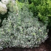 White Album® Wintercreeper 1 White Album® Wintercreeper -Plant Series Euonymus White Album 1