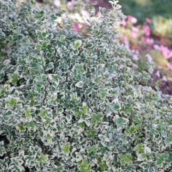 White Album® Wintercreeper -Plant Series Euonymus White Album 2