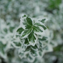 White Album® Wintercreeper -Plant Series Euonymus White Album 3