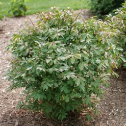 Fire Ball Seedless™ Burning Bush -Plant Series EuonymusFireBallSeedlessP1238203 800x800 e186a58