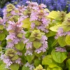 Feathered Friends™ 'Flashy Flamingo' Bugleweed -Plant Series Feathered Friends Flashy Flamingo 2 800x800 8254790