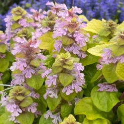Feathered Friends™ 'Flashy Flamingo' Bugleweed