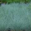 'Cool As Ice' Blue Fescue 1 'Cool As Ice' Blue Fescue -Plant Series Festuca x Cool As Ice