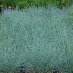 'Cool As Ice' Blue Fescue