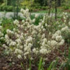Legend Of The Fall® Bottlebrush -Plant Series Fothergilla Legend of the Fall 1 P