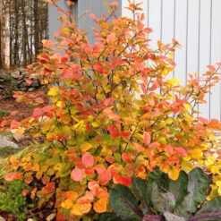 Legend Of The Fall® Bottlebrush -Plant Series Fothergilla Legend of the Fall 3 P