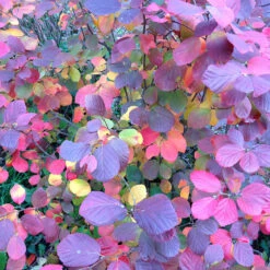 Legend Of The Fall® Bottlebrush -Plant Series Fothergilla Legend of the Fall 4 P