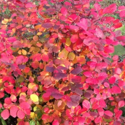 Legend Of The Fall® Bottlebrush -Plant Series Fothergilla Legend of the Fall 5 P