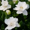Steady As She Goes™ Gardenia -Plant Series Gardenia Steady As She Goes 2