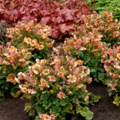 Pretticoats™ Peach Geum -Plant Series Geum Pretticoats Peach 4