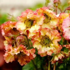 Pretticoats™ Peach Geum -Plant Series Geum Pretticoats Peach 6