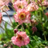 Pretticoats™ Peach Geum -Plant Series Geum Pretticoats Peach 9