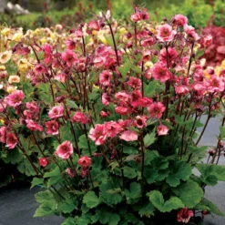 Tempo™ Rose Geum -Plant Series Geum Tempo Rose 2