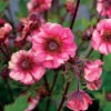 Tempo™ Rose Geum -Plant Series Geum Tempo Rose 3