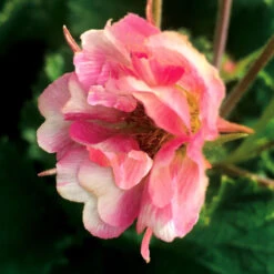 Tempo™ Rose Geum -Plant Series Geum Tempo Rose 5