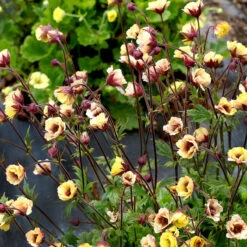Tempo™ Yellow Geum -Plant Series Geum Tempo Yellow 1 sq