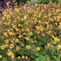 Tempo™ Yellow Geum -Plant Series Geum Tempo Yellow 13 sq
