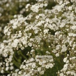 Festival Star® Baby's Breath 8 Festival Star® Baby's Breath -Plant Series Gypsophila Festival Star 3 P sw