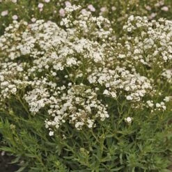 Festival Star® Baby's Breath 10 Festival Star® Baby's Breath -Plant Series Gypsophila Festival Star 4 P sw
