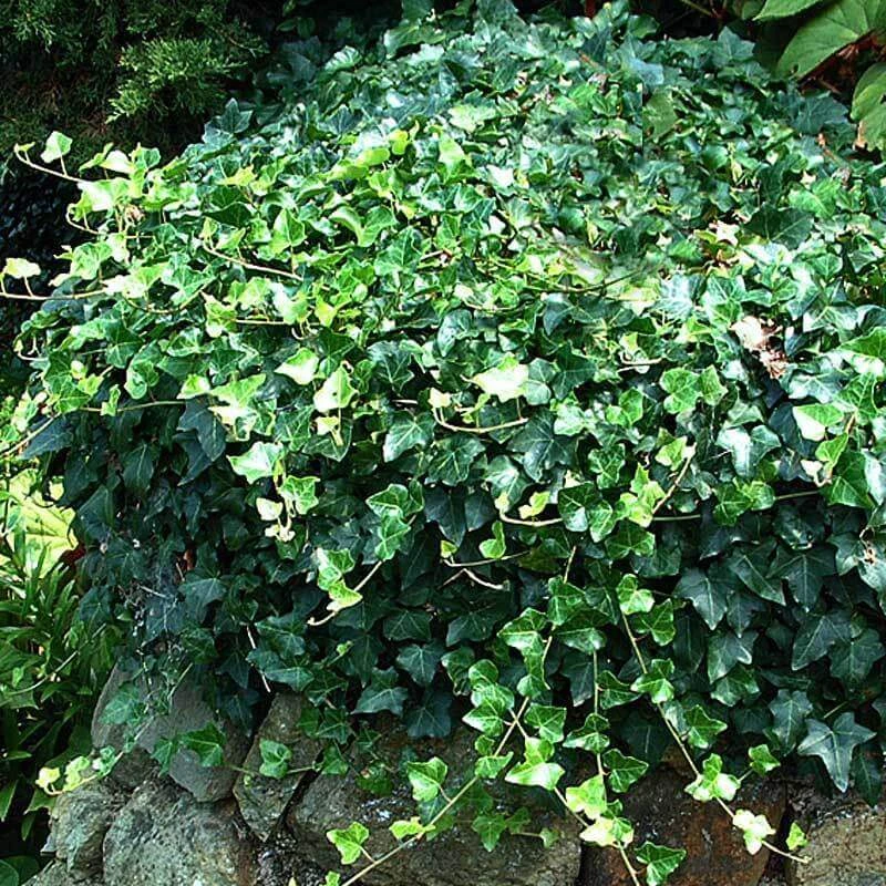 English Ivy 2 English Ivy