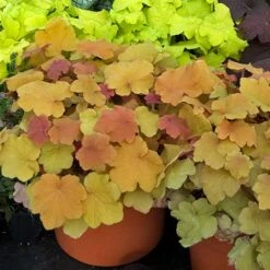 'Caramel' Coral Bells -Plant Series HEUCA1Q 1