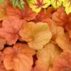 'Southern Comfort' Coral Bells 1 'Southern Comfort' Coral Bells -Plant Series HEUSC1Q 1