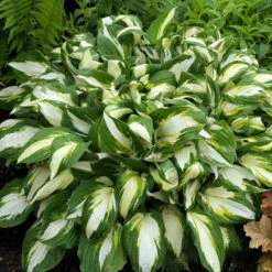 'Vulcan' Hosta -Plant Series HOSVU1Q 1