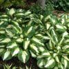 'Vulcan' Hosta -Plant Series HOSVU1Q 2