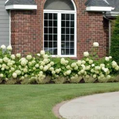 'Annabelle' Smooth Hydrangea 7 'Annabelle' Smooth Hydrangea -Plant Series HYDAN2Q 2 ade21708 6d65 4707 acfc 7ee81e4e2561 sw