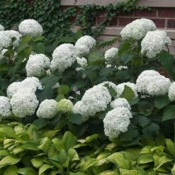 'Annabelle' Smooth Hydrangea 8 'Annabelle' Smooth Hydrangea -Plant Series HYDAN2Q 3 92ce70b0 bc0b 493b 8557 222132210705 sw