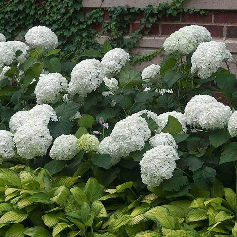 'Annabelle' Smooth Hydrangea 5 'Annabelle' Smooth Hydrangea - Image 3
