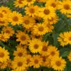 'Tuscan Sun' False Sunflower 2 'Tuscan Sun' False Sunflower -Plant Series Heliopsis Tuscan Sun 3 P
